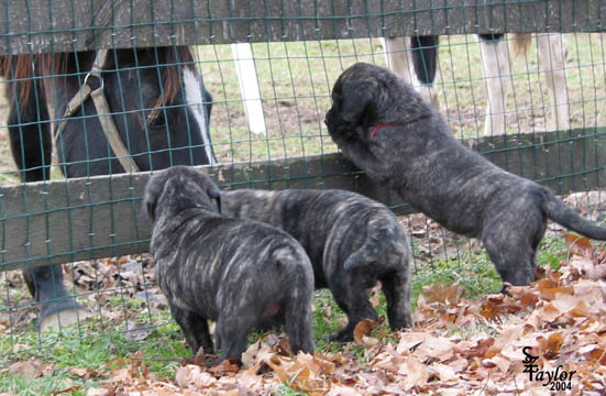 40 days old (puppy on the right)