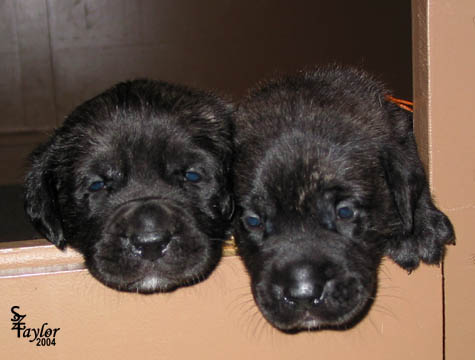 26 days old, pictured with Brindle Male (orange) on the right
