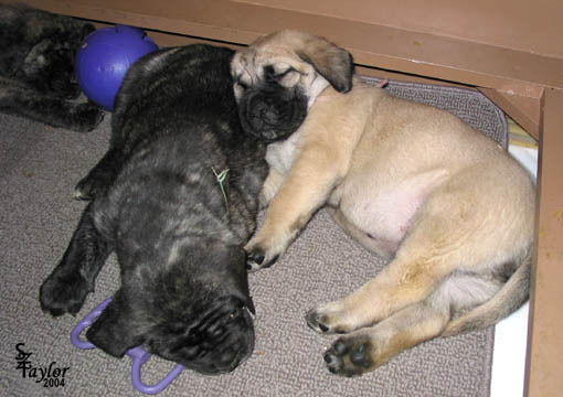 40 days old, pictured with Brindle Female (teal)