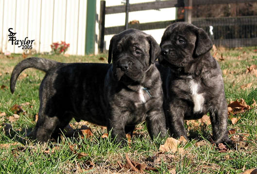4 weeks old - Pictured with Clancey (brindle male) on the right