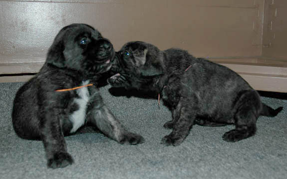2 weeks old, pictured with Lenox (Brindle Male) on the left