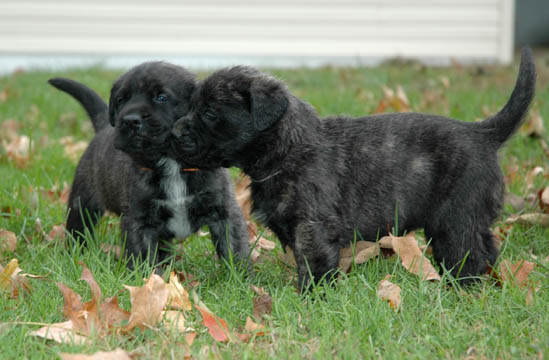 3 weeks old, pictured with Lenox (Brindle Male) on the left
