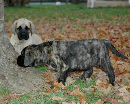 6 weeks old, pictured with Lenox (Brindle Male)