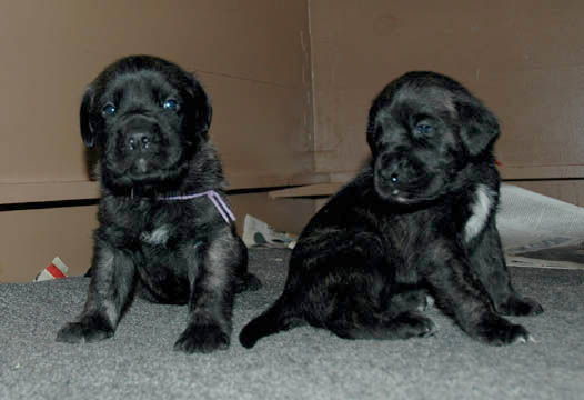 2 weeks old, pictured with Bella (Brindle Female) on the right