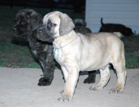6 weeks old, pictured with Blue (Fawn Male)