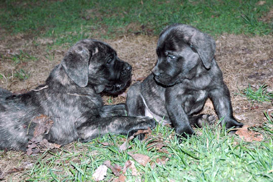 6 weeks old, pictured with Binky (Brindle Female) on the right