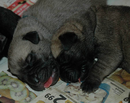 4 days old, pictured with Hugo (Fawn Male) on the right