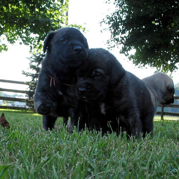 3 weeks old, pictured with Odin (Brindle Male) on the right