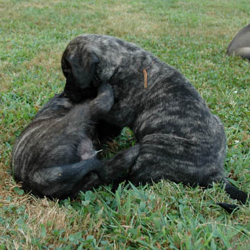 5 weeks old, pictured with Odin (Brindle Male) on the left