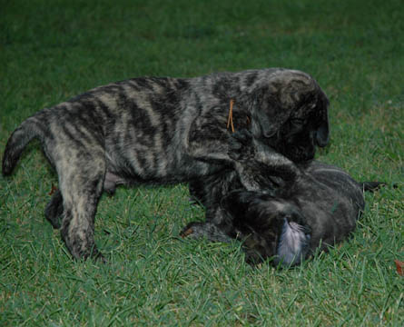 7 weeks old, pictured with Odin (Brindle Male) laying down