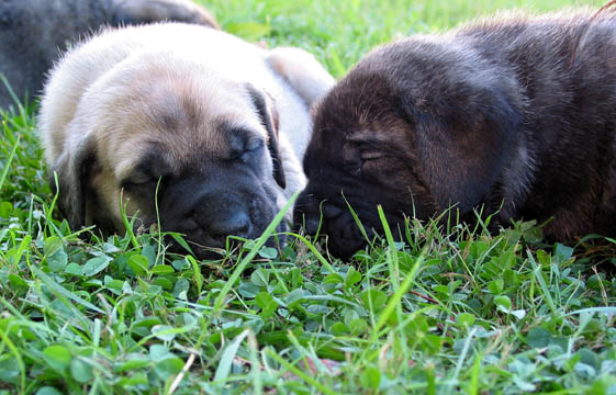 4 weeks old, pictured with Maximus (Brindle Male)