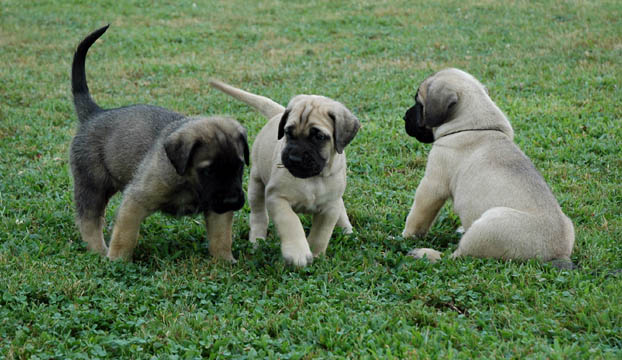 5 weeks old, pictured with Rosie (Fawn Female) in the middle and Dozer (Fawn Male) on the right