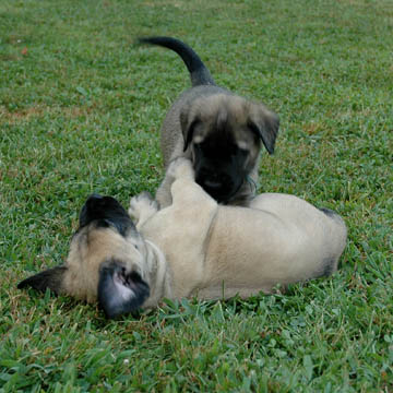 5 weeks old, pictured with Cecelia (Fawn Female) laying down