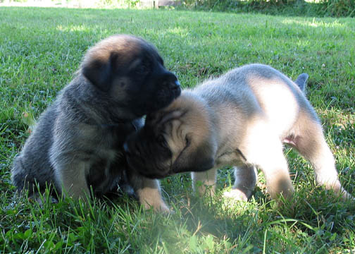 4 weeks old, pictured with Dozer (Fawn Male) on the right