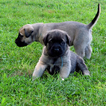 4 weeks old, pictured with Dakota (Fawn Female) in the back