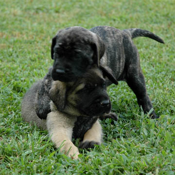 5 weeks old, pictured with Lilly (Brindle Female)