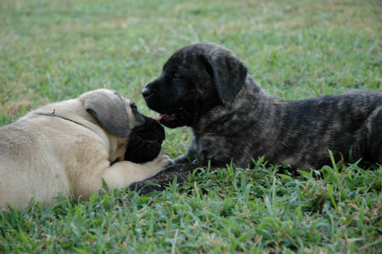6 weeks old, pictured with Dozer (Fawn Male)