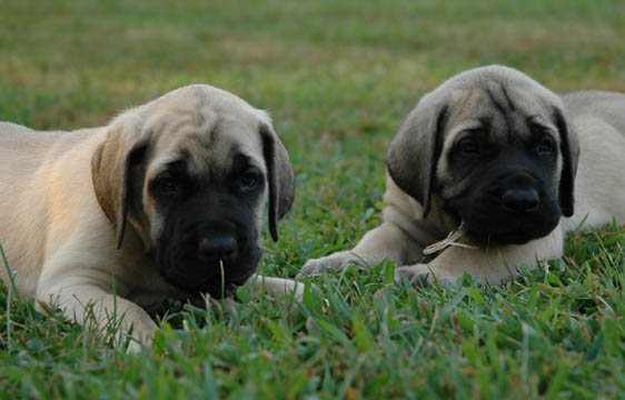 6 weeks old, pictured with Dozer (Fawn Male) on the right