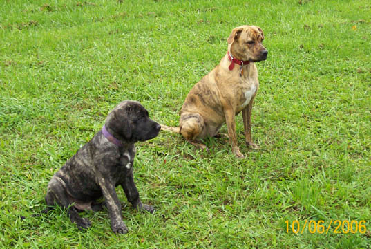 11 weeks old, pictured with American Bulldog Katie