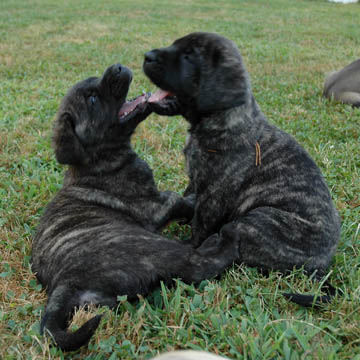 5 weeks old, pictured with Maximus (Brindle Male) on the right