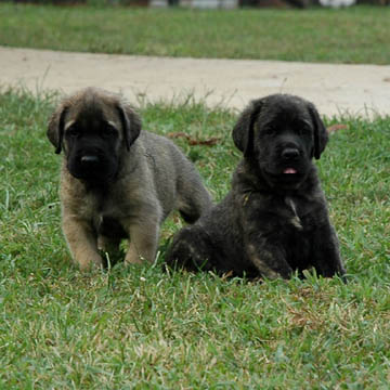 6 weeks old, pictured with Odin (Brindle Male) on the right