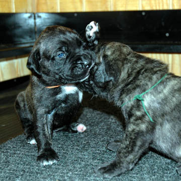 2 weeks old, pictured with Brindle Male (green)