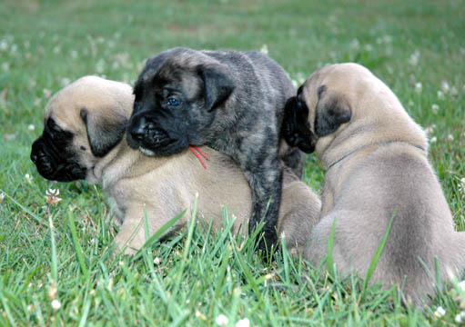 3 weeks old - pictured with D (Brindle Male) and Mason (Fawn Male)
