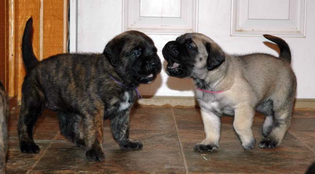 3 weeks old - Pictured with Bubbles (Brindle Female)