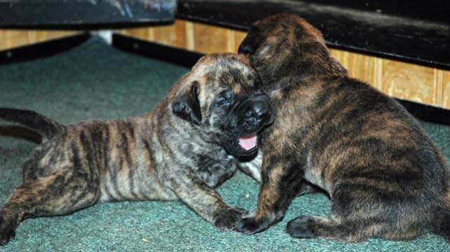 2 weeks old - Pictured with Bubbles (Brindle Female) on the right