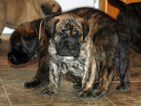 4 weeks old - Pictured with Camo (Brindle Male) to the left