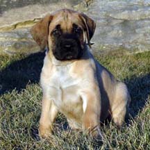 Morgan - Apricot Female American Mastiff