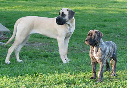Diesel at 12 weeks old with 
Duchess at 8 months