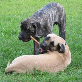 American Mastiffs at 6 months and 11 months old