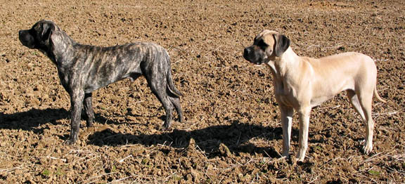 Duchess at 14 months old 
and Diesel at 8 months old