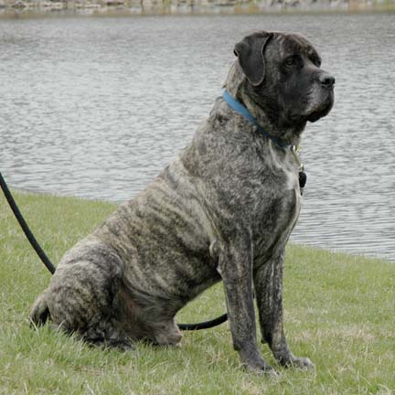 american mastiff puppies