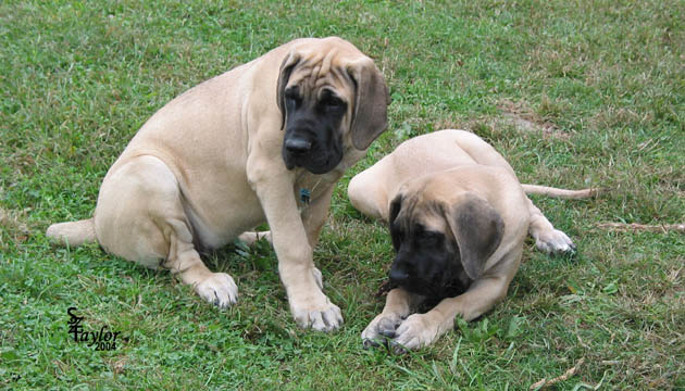 Willow (right) with her sister 
Tessa (left) pictured at 3-1/2 months old