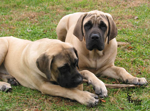 Tessa (right) with her sister 
Willow (left) pictured at 5 months old