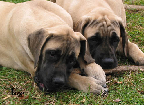 Tessa (right) with her sister 
Willow (left) pictured at 5 months old