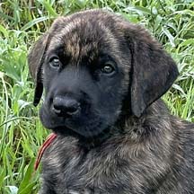 Red - Brindle Male American Mastiff