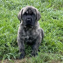 Yellow - Brindle Male American Mastiff