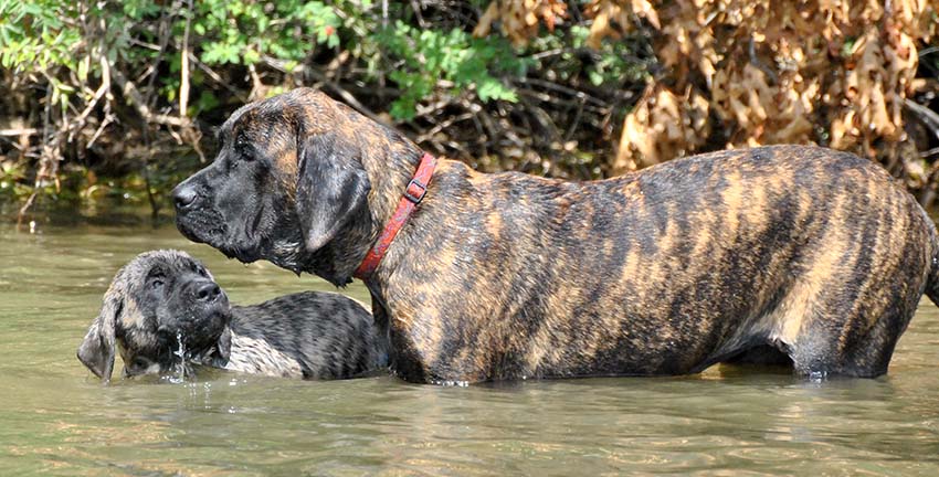 5.5 months old with Keuka at 3 months old