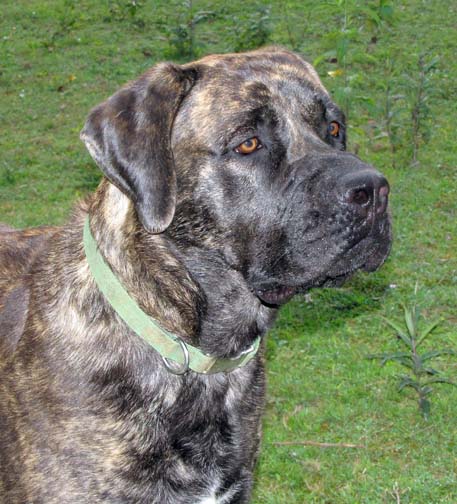 Lady Madison of Deepwood, American Mastiff, Brindle Mastiff