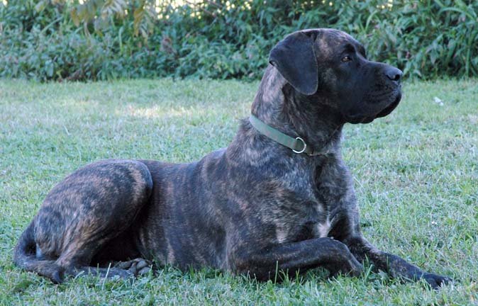 Lady Madison of Deepwood, American Mastiff, Brindle Mastiff